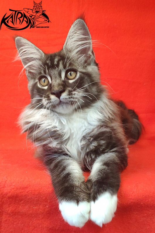 Katran Itan - Kitten maine-coon 3 months