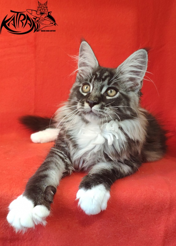 Katran Itan - Kitten maine-coon 3 months