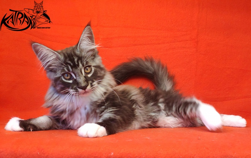 Katran Itan - Kitten maine-coon 3 months