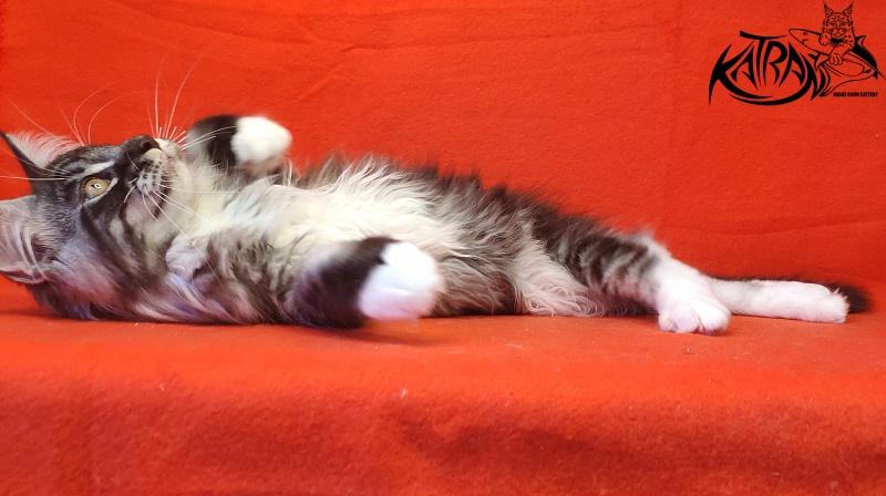 Katran Itan - Kitten maine-coon 3 months