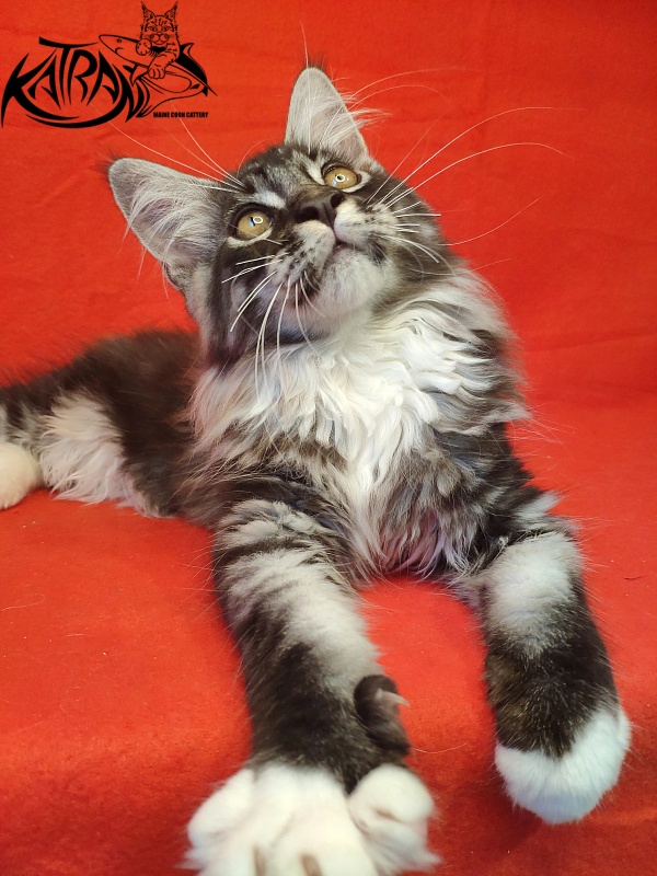 Katran Itan - Kitten maine-coon 3 months