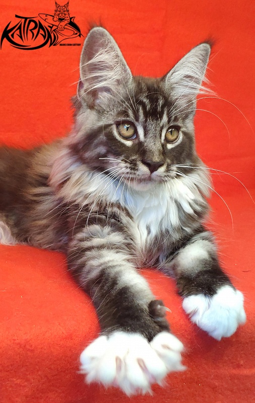 Katran Itan - Kitten maine-coon 3 months