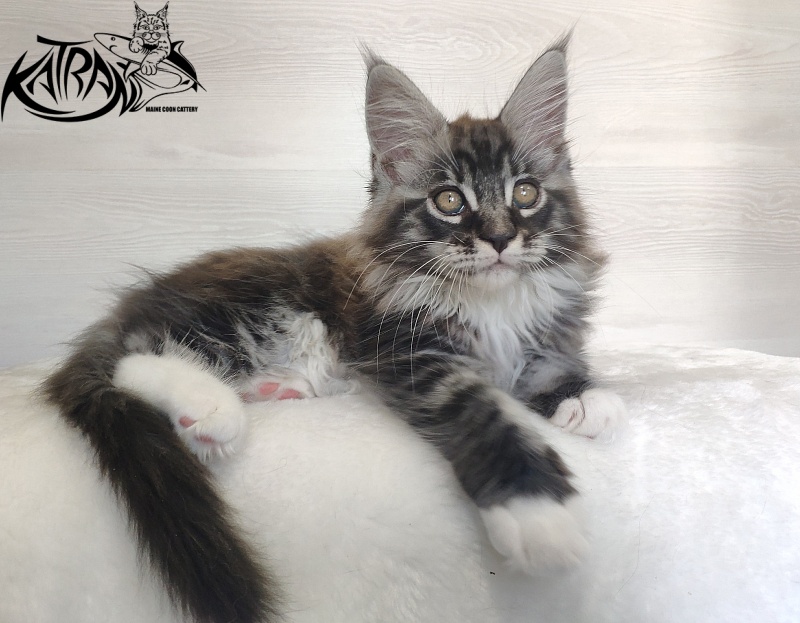 Katran Itan - Kitten maine-coon 2 months 1.5 week