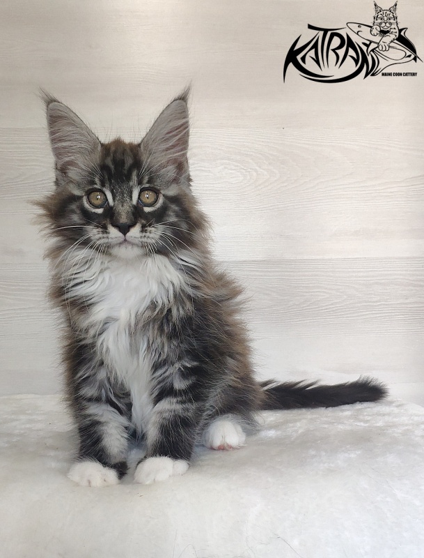 Katran Itan - Kitten maine-coon 2 months 1.5 week