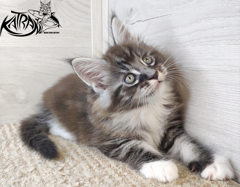 Katran Itan - Kitten maine-coon 1 month 2.5 weeks