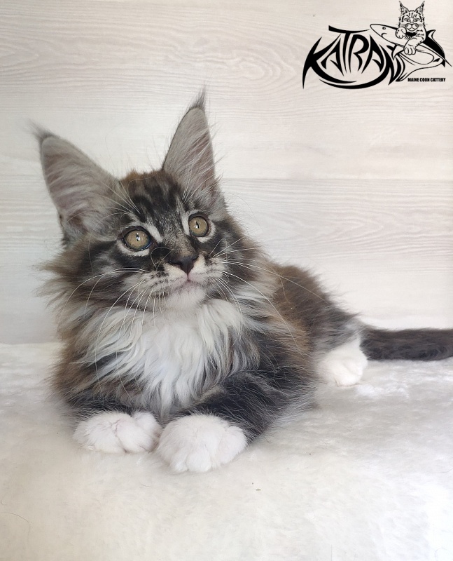 Katran Itan - Kitten maine-coon 2 months 1.5 week
