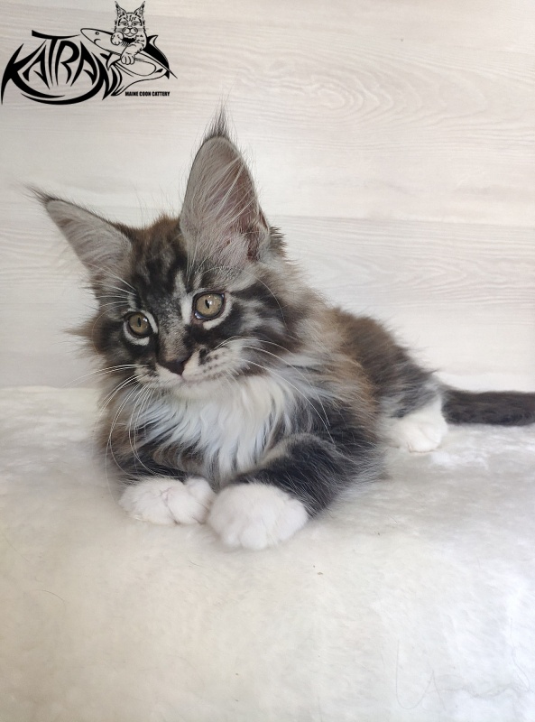 Katran Itan - Kitten maine-coon 2 months 1.5 week