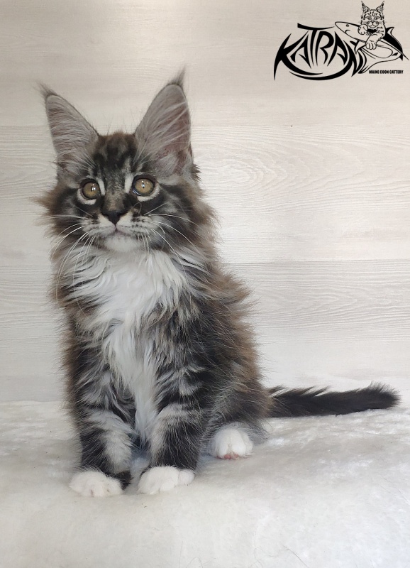 Katran Itan - Kitten maine-coon 2 months 1.5 week