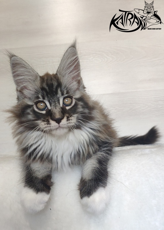 Katran Itan - Kitten maine-coon 2 months 1.5 week