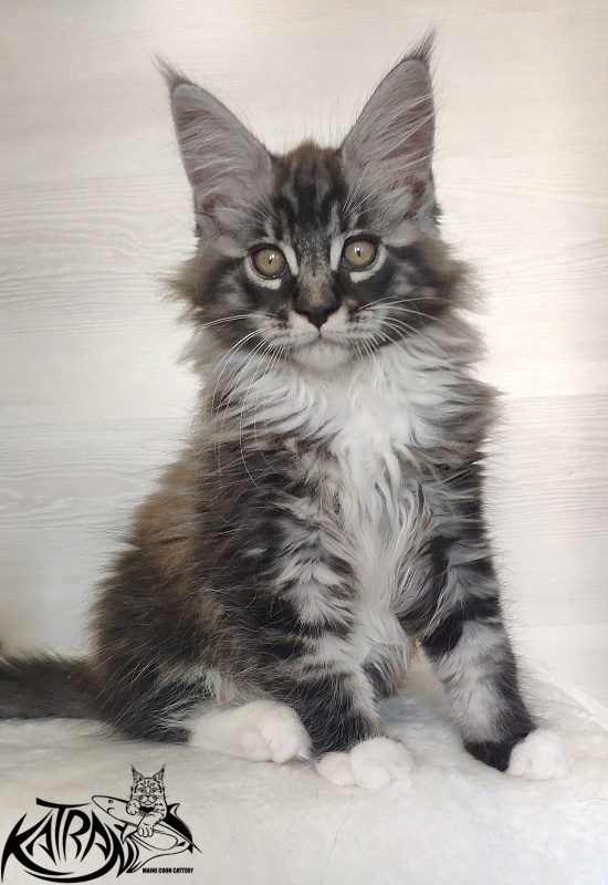 Katran Itan - Kitten maine-coon 2 months 1.5 week