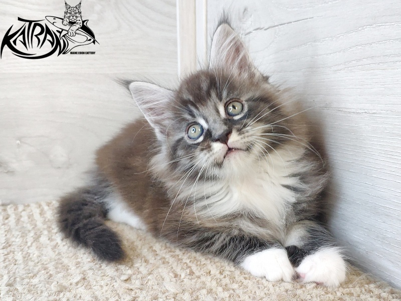 Katran Itan - Kitten maine-coon 1 month 2.5 weeks