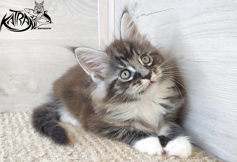 Katran Itan - Kitten maine-coon 1 month 2.5 weeks