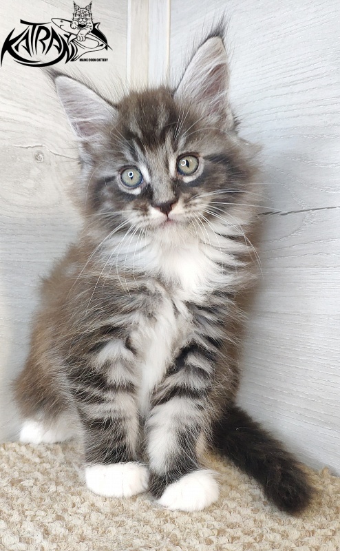 Katran Itan - Kitten maine-coon 1 month 2.5 weeks