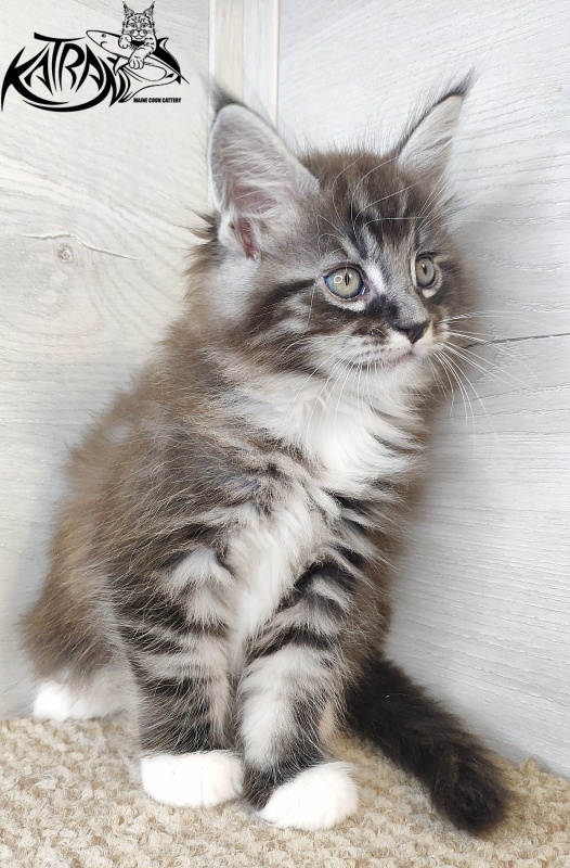 Katran Itan - Kitten maine-coon 1 month 2.5 weeks