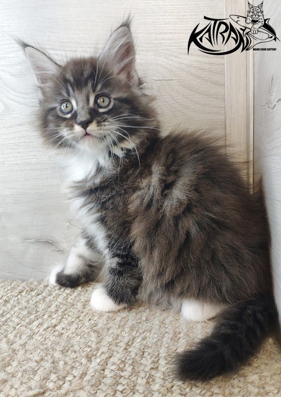 Katran Itan - Kitten maine-coon 1 month 2.5 weeks