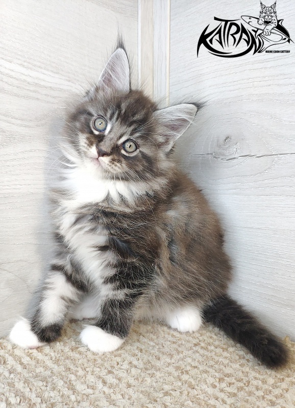 Katran Itan - Kitten maine-coon 1 month 2.5 weeks
