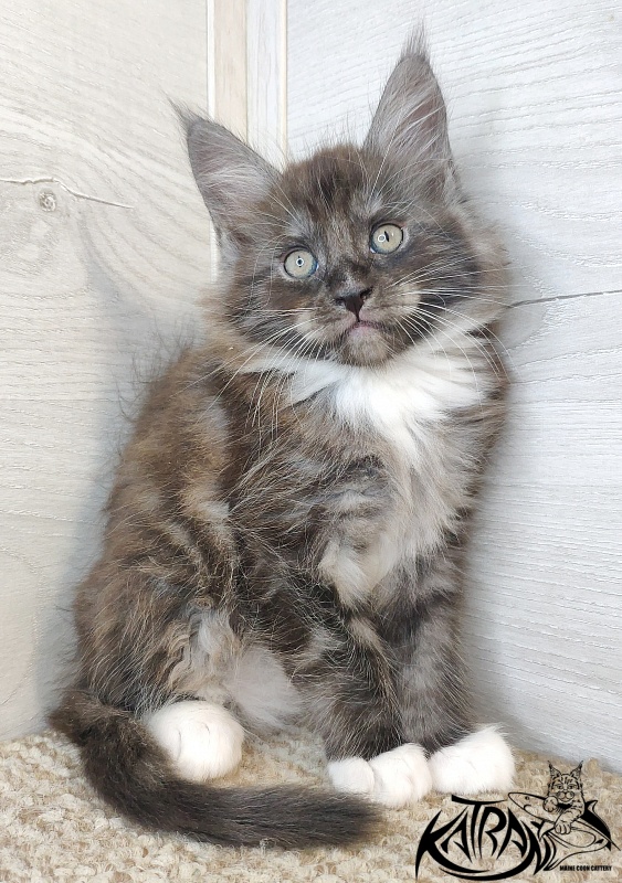 Katran Izzy - Кошеня мейн-кун 1 місяць 2,5 тижні