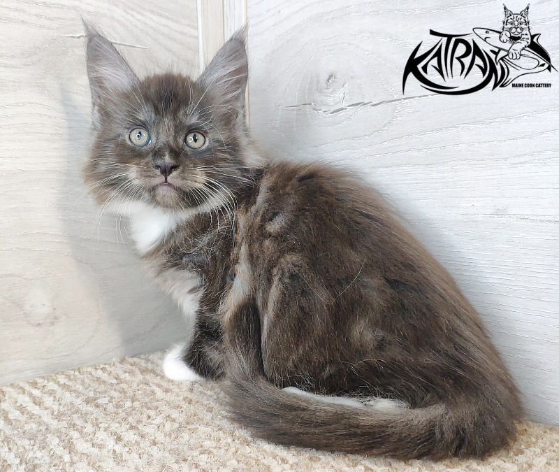 Katran Izzy - Кошеня мейн-кун 1 місяць 2,5 тижні