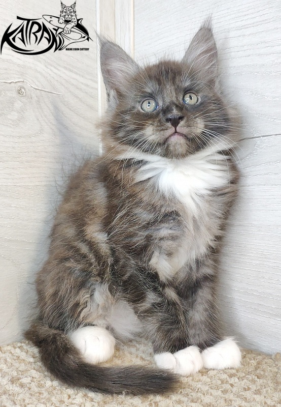 Katran Izzy - Кошеня мейн-кун 1 місяць 2,5 тижні