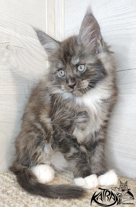 Katran Izzy - Кошеня мейн-кун 1 місяць 2,5 тижні