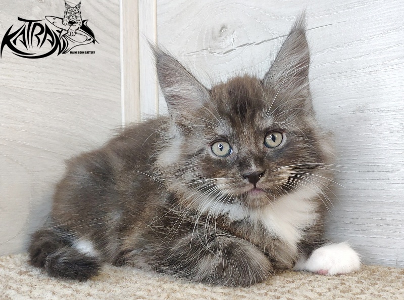 Katran Izzy - Кошеня мейн-кун 1 місяць 2,5 тижні