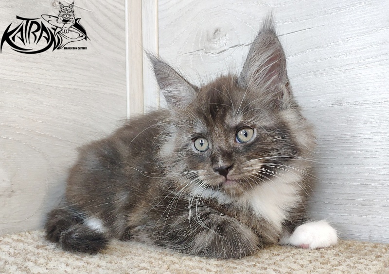 Katran Izzy - Кошеня мейн-кун 1 місяць 2,5 тижні