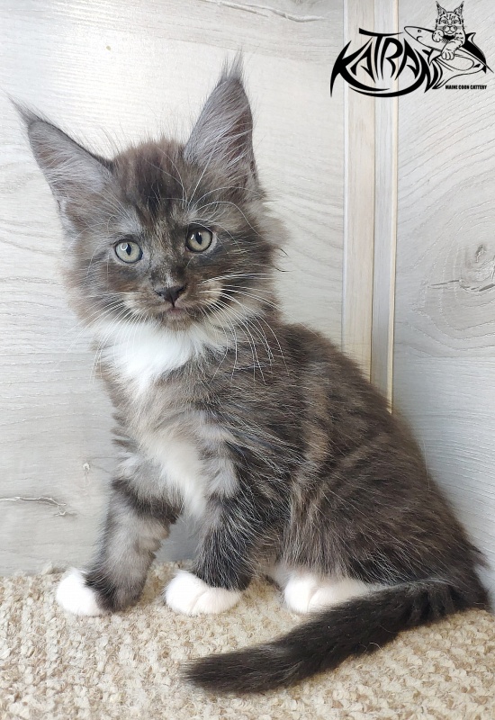 Katran Izzy - Кошеня мейн-кун 1 місяць 2,5 тижні