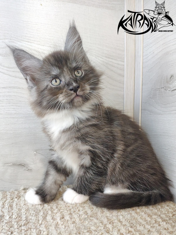 Katran Izzy - Кошеня мейн-кун 1 місяць 2,5 тижні