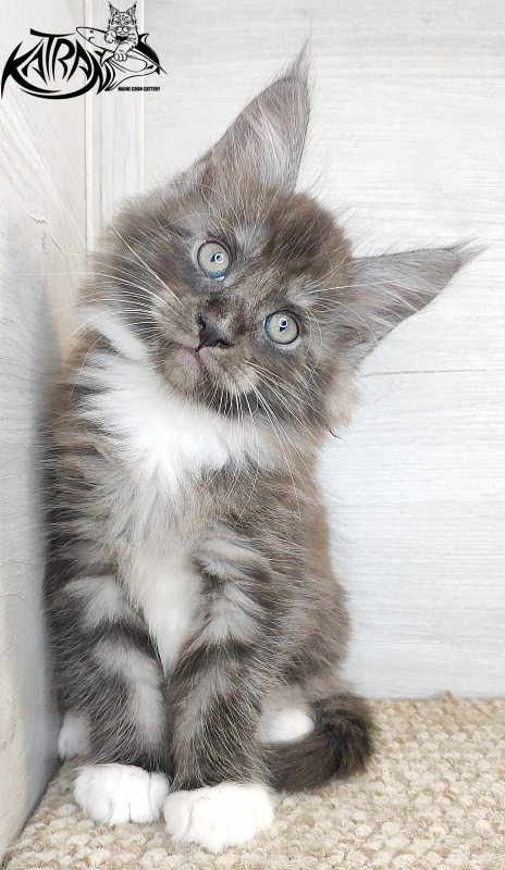 Katran Izzy - Кошеня мейн-кун 1 місяць 2,5 тижні
