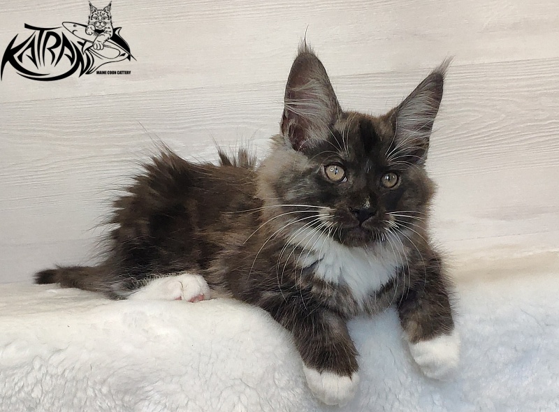 Katran Izzy - Кошеня мейн-кун 2 місяця 1,5 тиждень