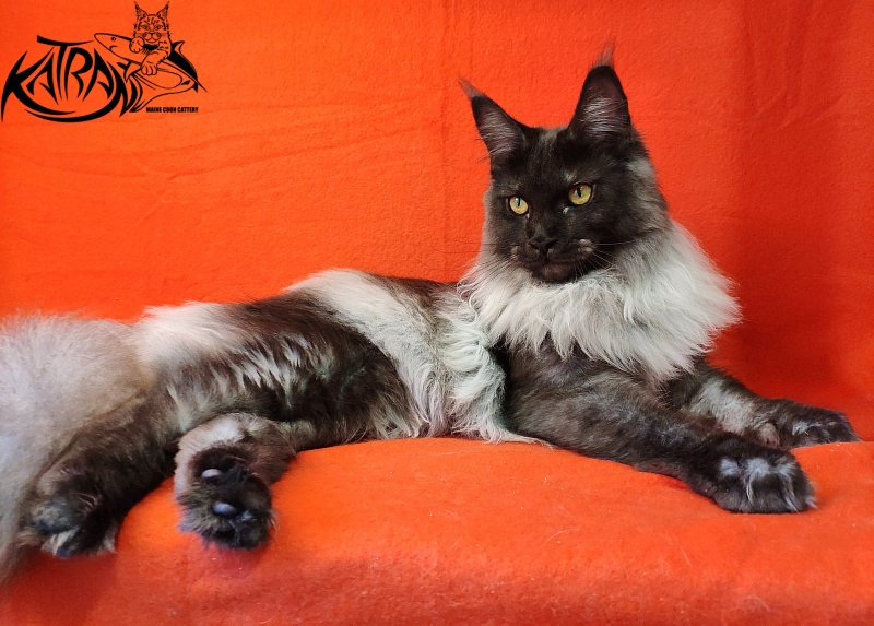 FlipSide Mainelynx Prudence - Junior maine-coon 8 months