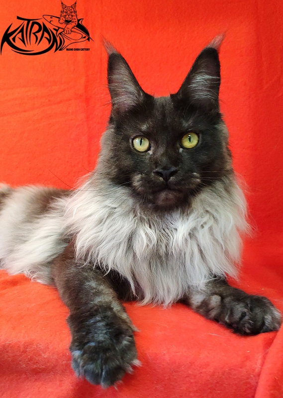 FlipSide Mainelynx Prudence - Junior maine-coon 8 months