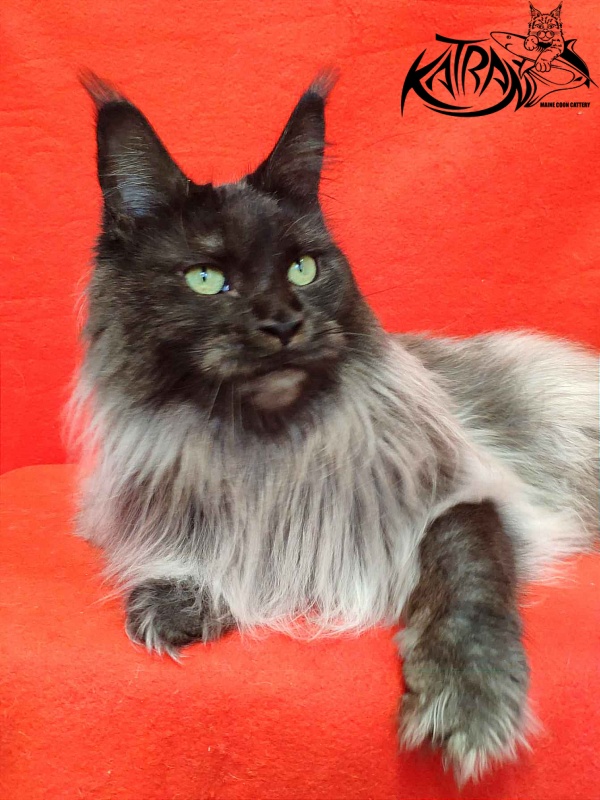 FlipSide Mainelynx Prudence - Adult maine-coon 2 years 10 months