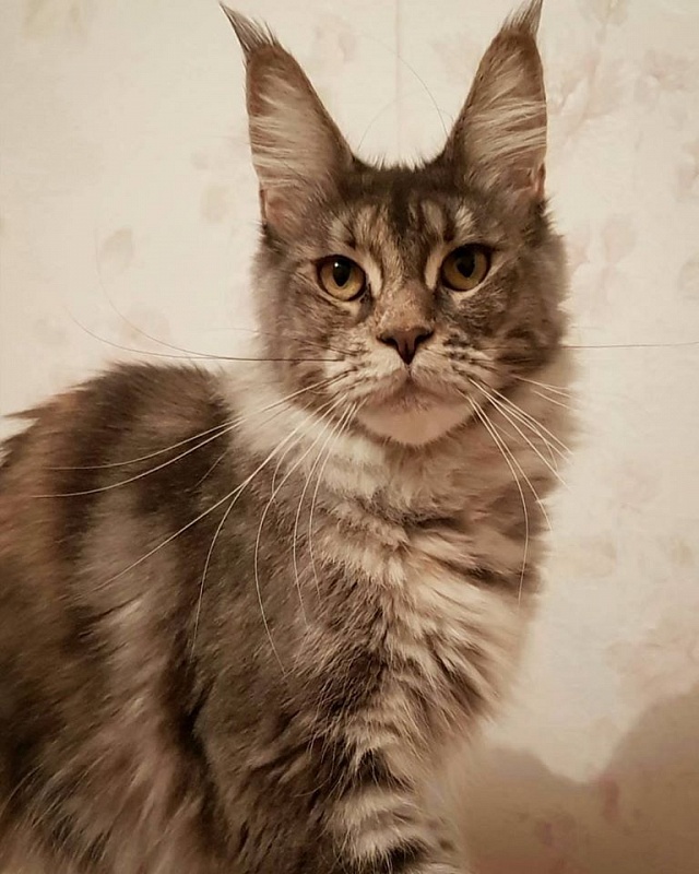 FlipSide Advantage - maine-coon