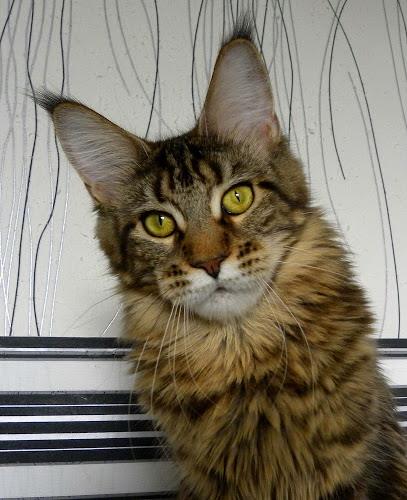 Maxicat FlipSide Laima - maine-coon