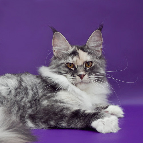 Mainelynx Callie - Kitten maine-coon 5 months 1 week