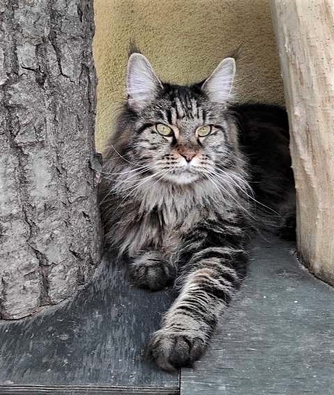 Veroni Bystra - maine-coon