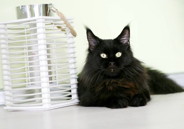Lollipop Dwa Formaty - maine-coon
