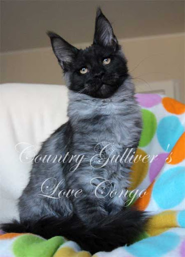 Country Gulliver's Love Congo - maine-coon