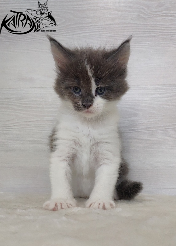 Katran Jack - Kitten maine-coon 1 month