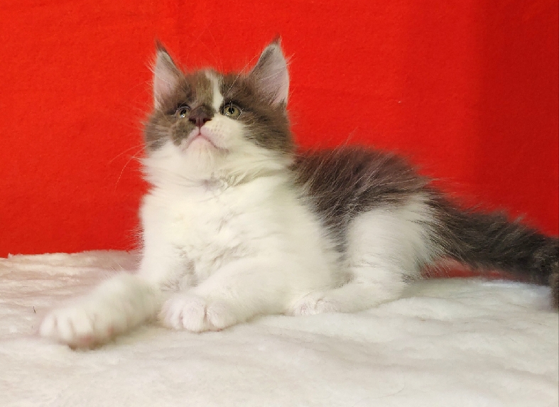 Katran Jack - Kitten maine-coon 1 month 3 weeks