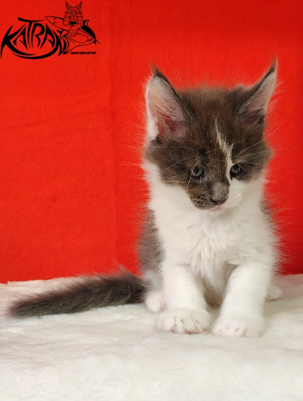 Katran Jack - Kitten maine-coon 1 month 3 weeks