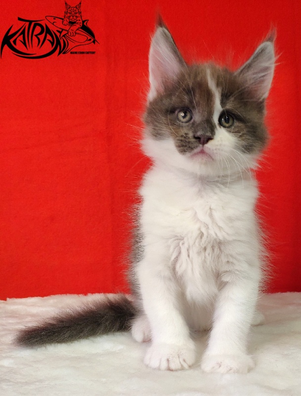Katran Jack - Kitten maine-coon 1 month 3 weeks