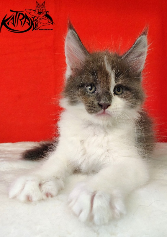 Katran Jack - Kitten maine-coon 1 month 3 weeks