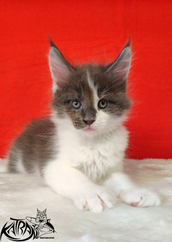 Katran Jack - Kitten maine-coon 1 month 3 weeks