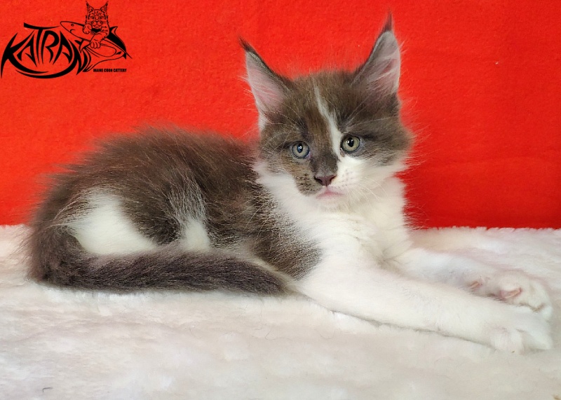 Katran Jack - Kitten maine-coon 1 month 3 weeks