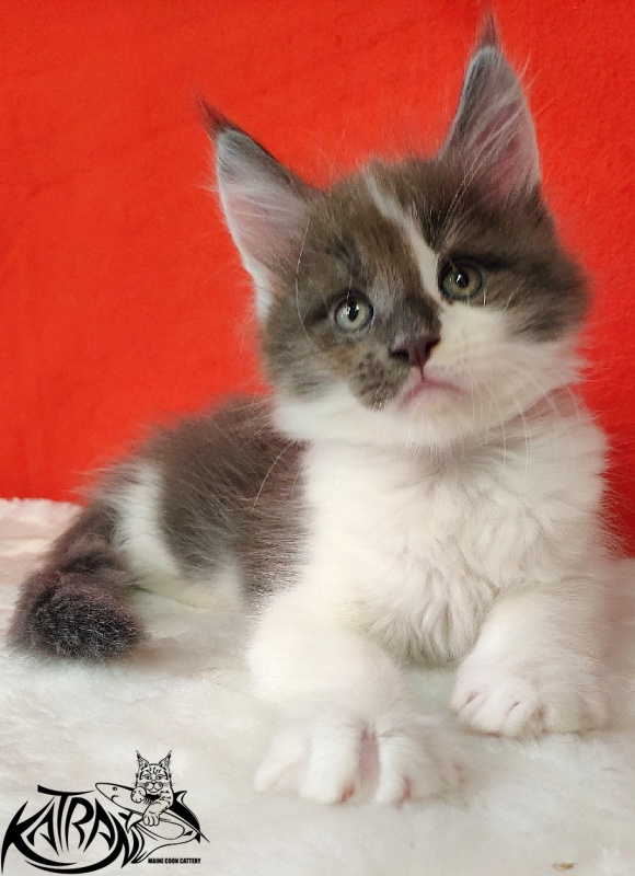 Katran Jack - Kitten maine-coon 1 month 3 weeks