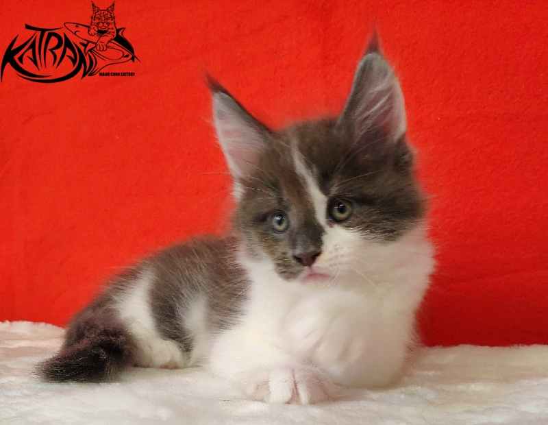 Katran Jack - Kitten maine-coon 1 month 3 weeks