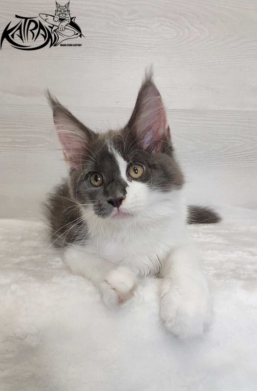 Katran Jack - Kitten maine-coon 3 months