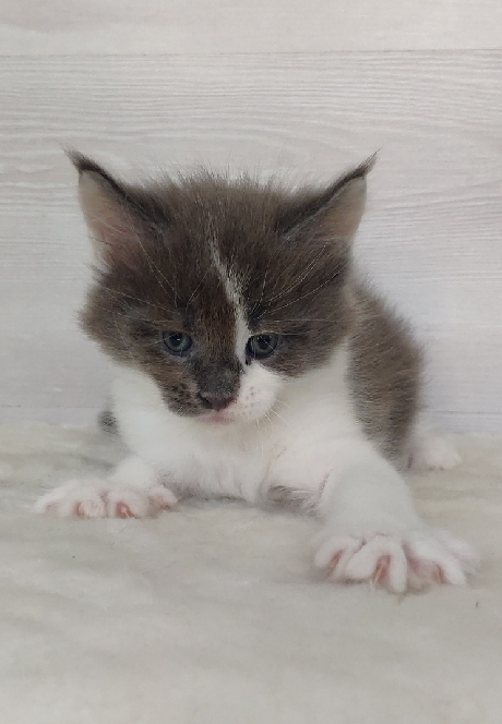 Katran Jack - Kitten maine-coon 1 month
